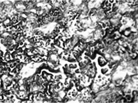 FE�t�@�C���V���[�Y�̕����\�� (�֐ؒf�ʗ�)